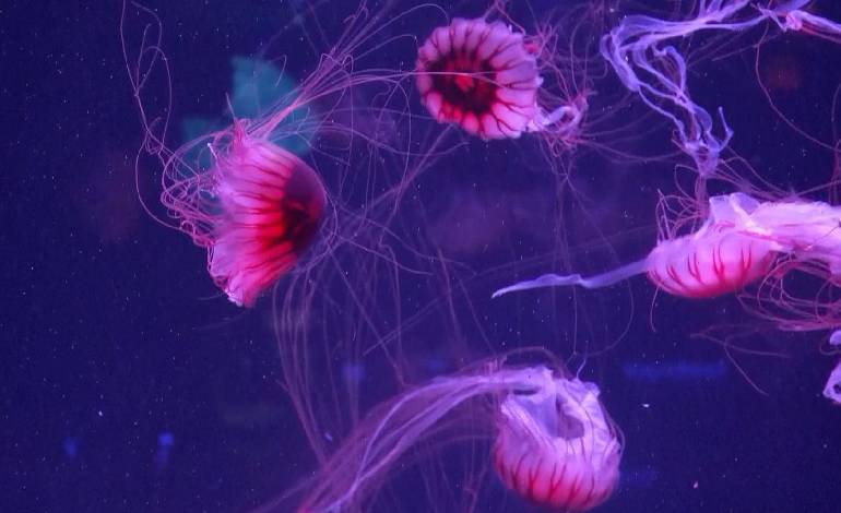 Florida gets US’s first jellyfish museum in Pompano Beach