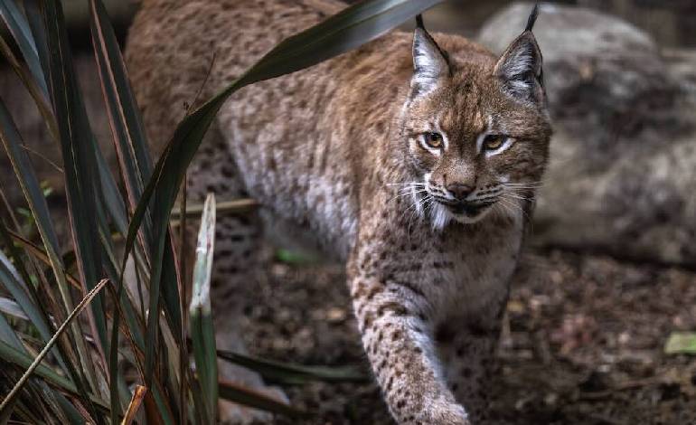Eurasian lynx rescued from Ukraine finds new home in Kent