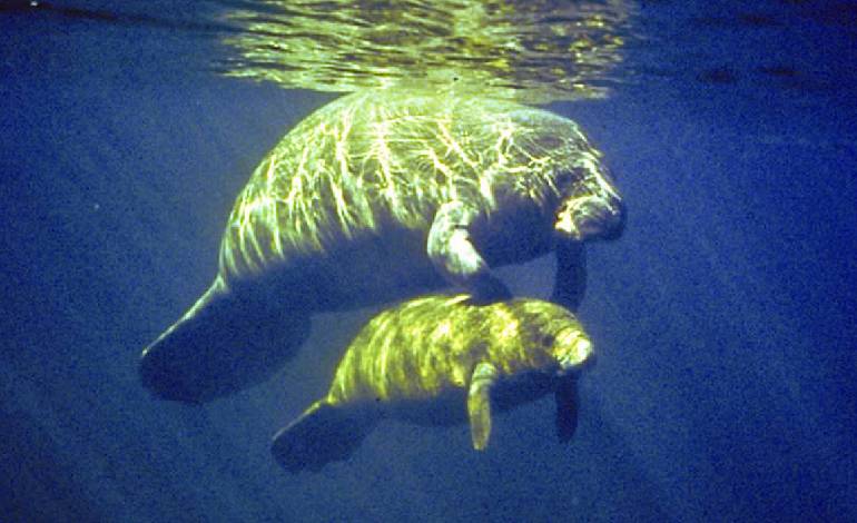 Manatee freed in first-ever Georgia entanglement rescue