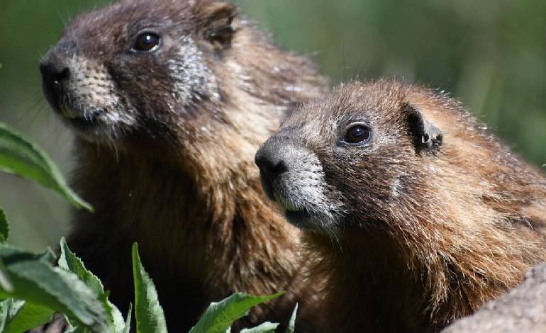 Colorado lab launches ‘OnlyMarms’ to fund marmot research