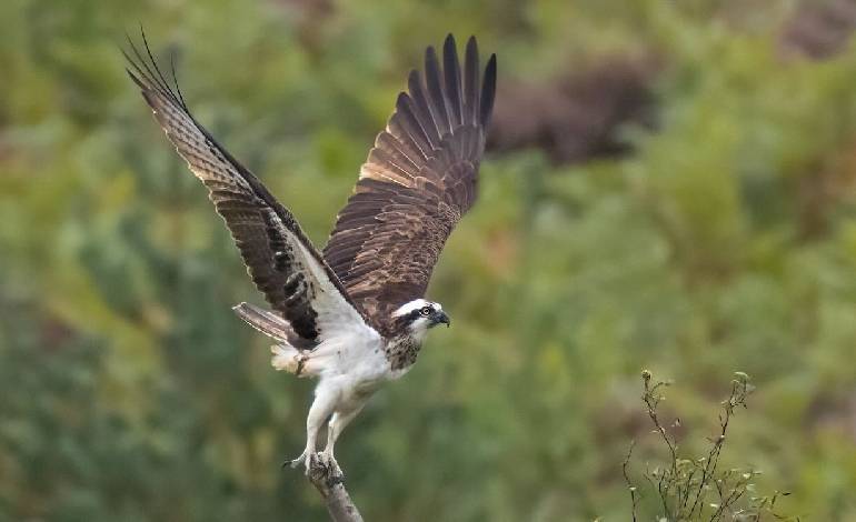 “Pioneering pairs” driving osprey recovery in Britain, study finds