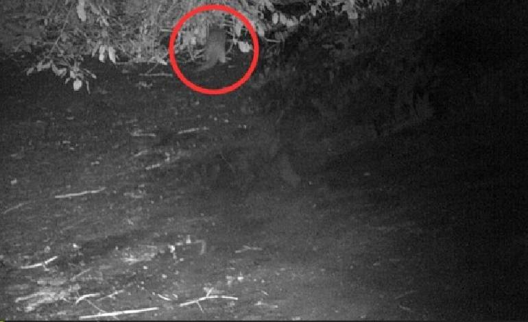 River otter spotted in the bronx for first time in 100 years — a sign the river is healing