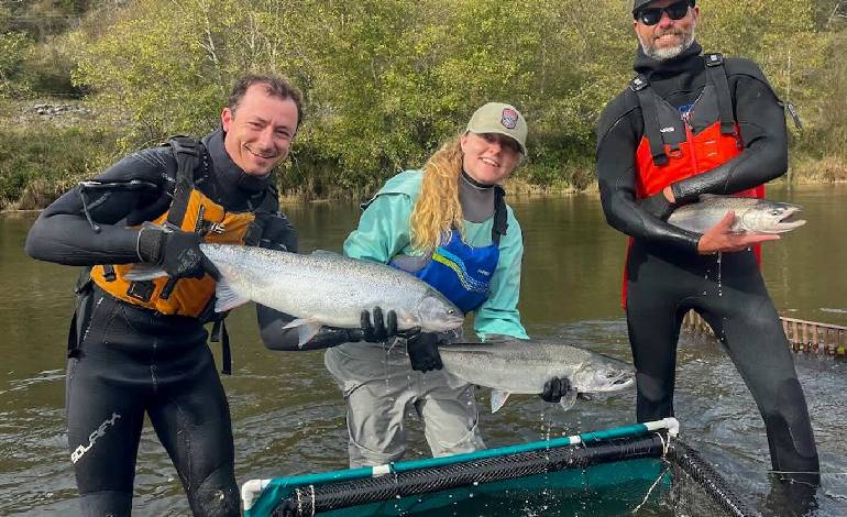 California creek restoration helps salmon grow twice as fast, early data shows