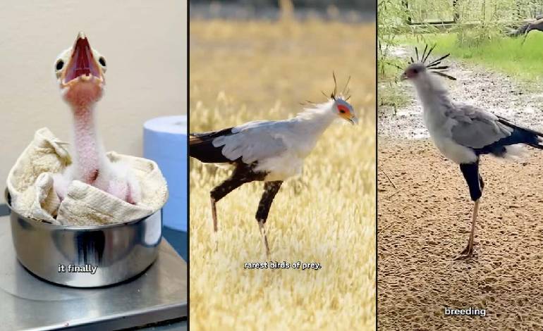 Chester Zoo hatches 5 secretarybird chicks in first breeding success in 95 years