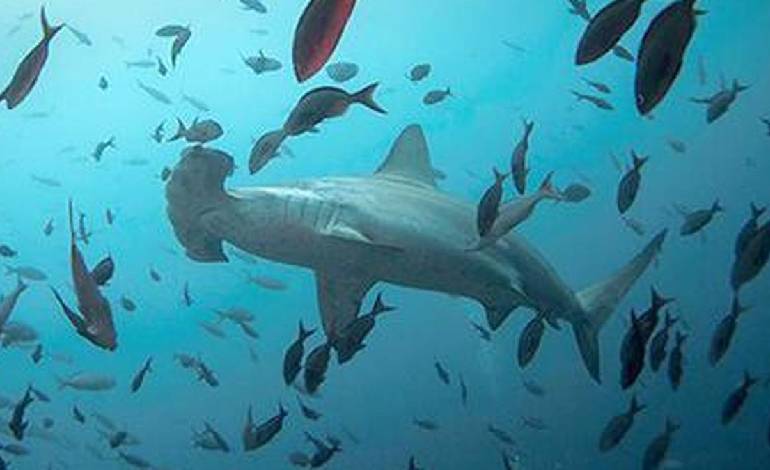 Scientists enlist sharks to improve hurricane predictions