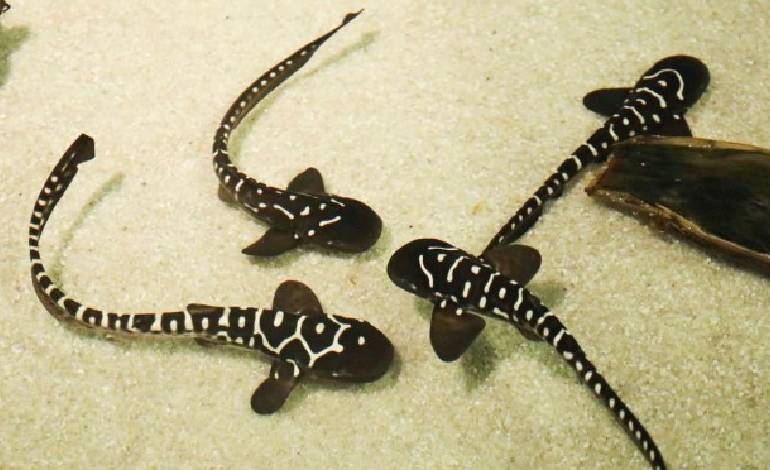 World’s first rewilded sharks thrive in Indonesia after captive-breeding breakthrough