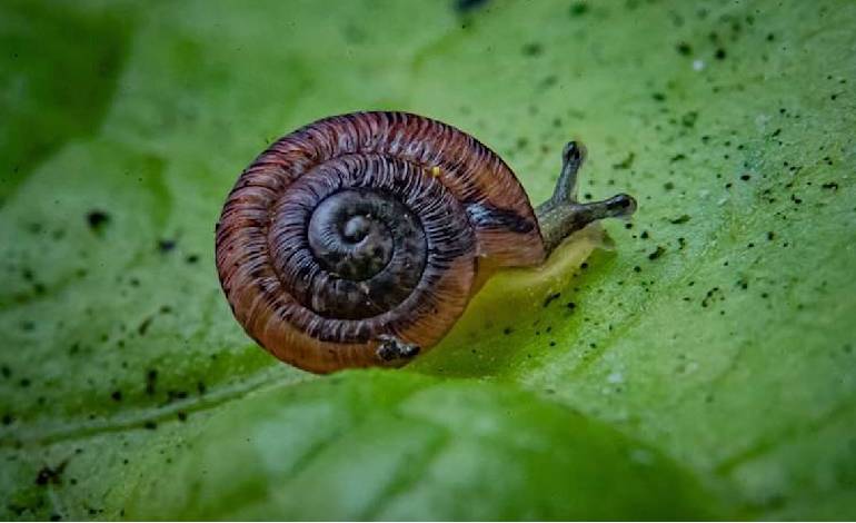 Chester Zoo breeds endangered snails back from brink of extinction