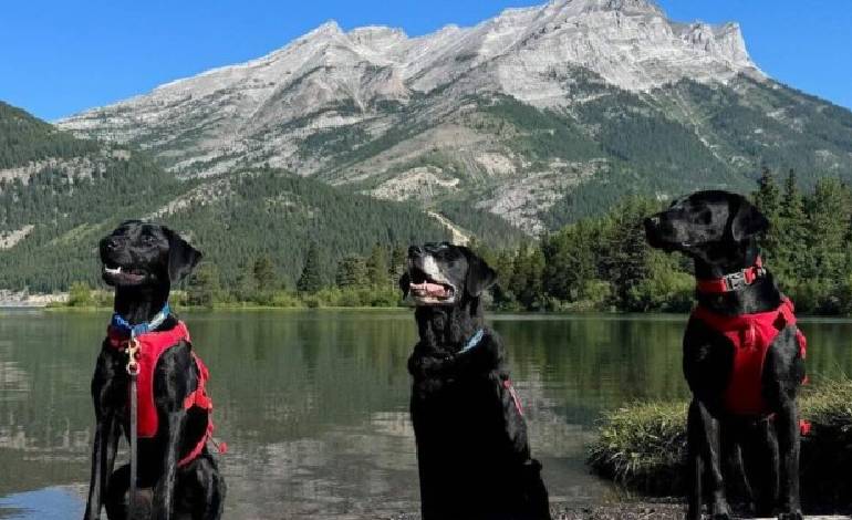 Alberta’s sniffer dogs help guard rivers from invasive Asian mussels
