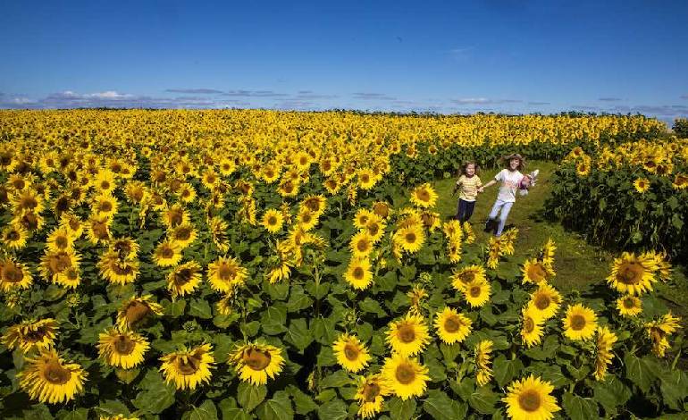 14 acres of golden sunflowers return to Scotland’s Balgone Estate