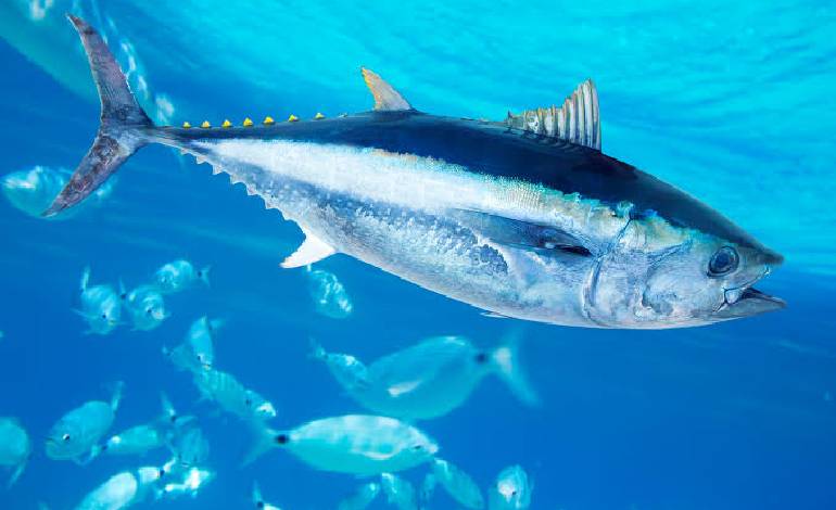 Atlantic bluefin tuna spotted off north-east england for first time in 60 years