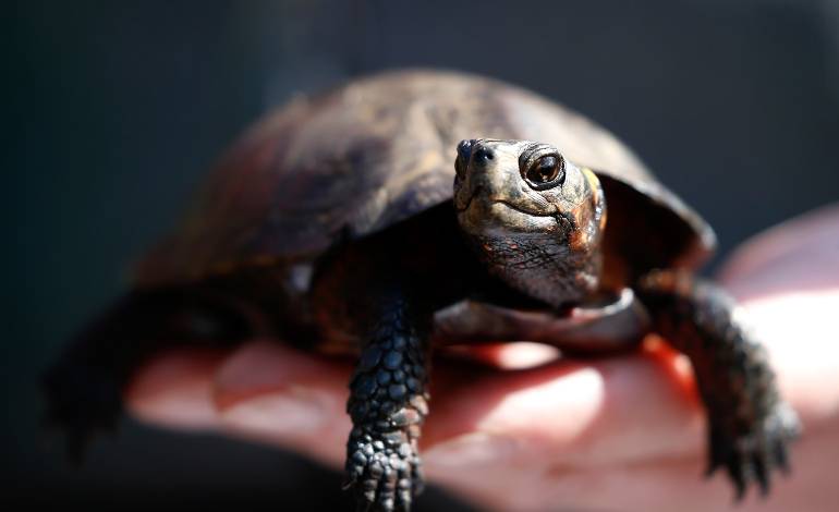 Conservation efforts give hope to bog turtles after Hurricane Helene