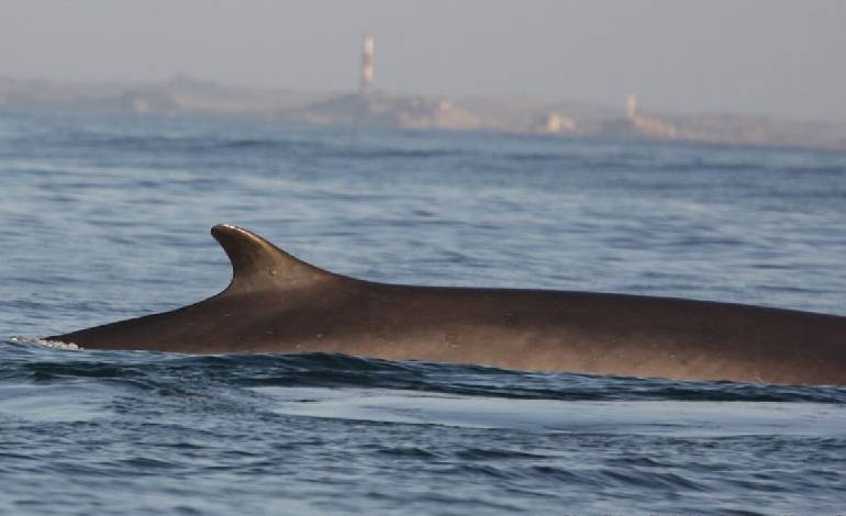 Whale sightings surge 40 years after global hunting ban