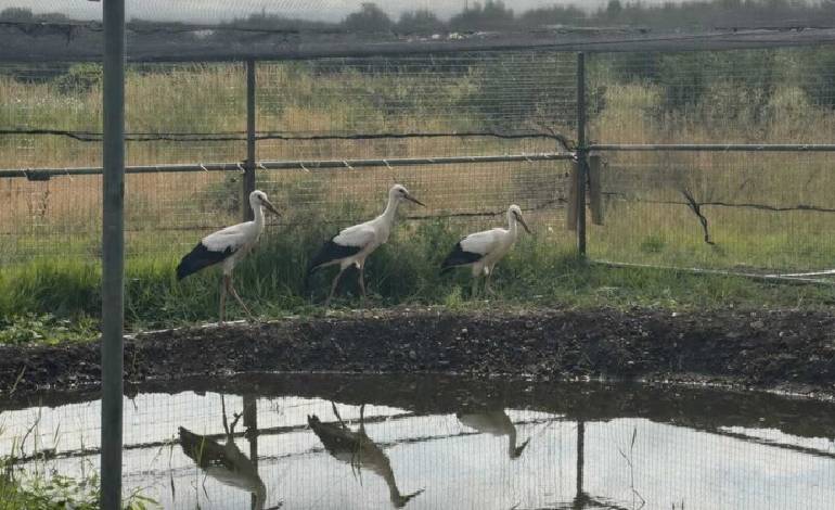 White storks return to Derbyshire after 600 years in historic rewilding effort