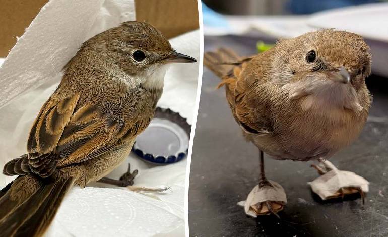 Injured whitethroat gets cardboard and tape casts at Leicestershire Wildlife Hospital