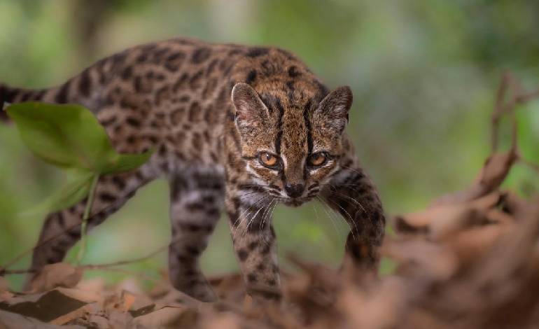 New wild cat species ‘Tilcayo’ identified in Bolivia, first in over a century