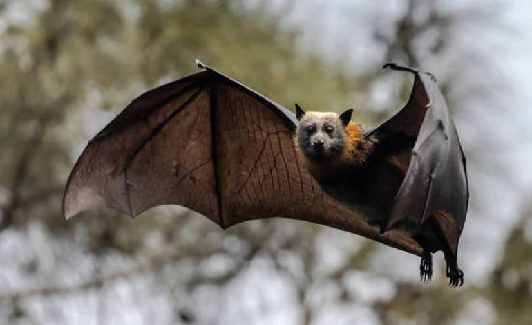 Bats originated in Europe 65 million years ago, largest genome study reveals