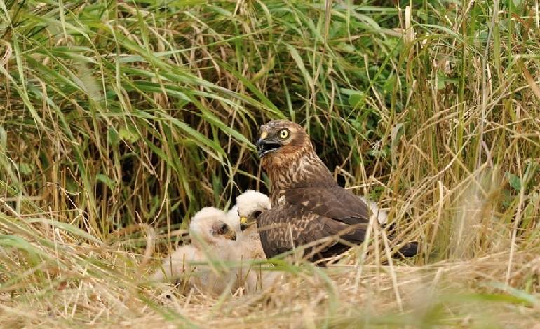 UK’s rarest bird of prey breeds chicks for second consecutive year
