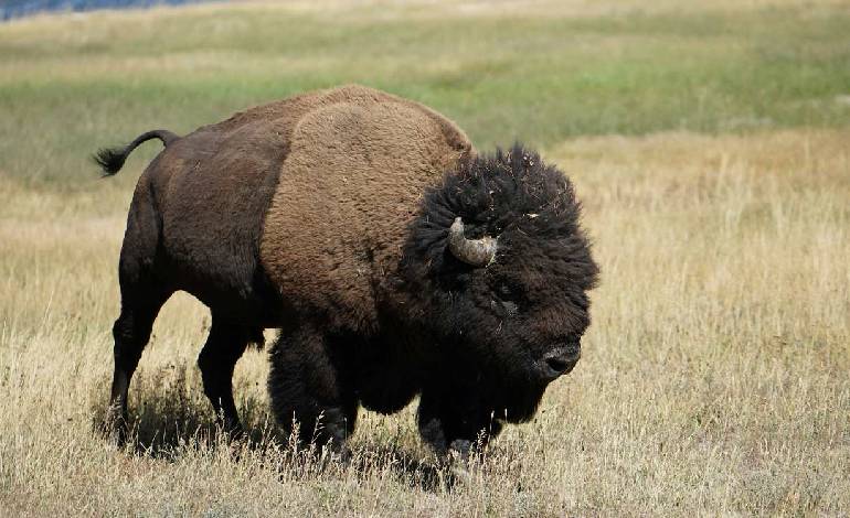 Bison return to Mexico’s Chihuahua Desert after 200 years