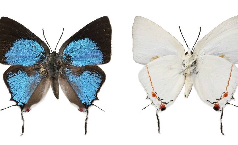 Mozambique formally protects Mount Mabu, its ‘butterfly forest’