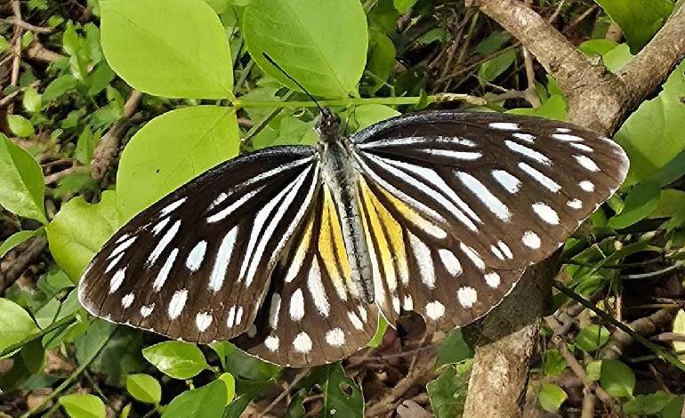 Rare butterfly form documented for first time near Puducherry