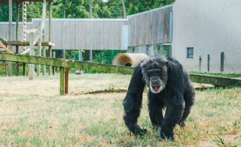 Chimp Haven restores vision of 54-year-old Pierre, marking sanctuary first