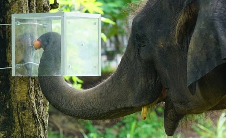 Elephants can think before they act and resist impulse, study finds
