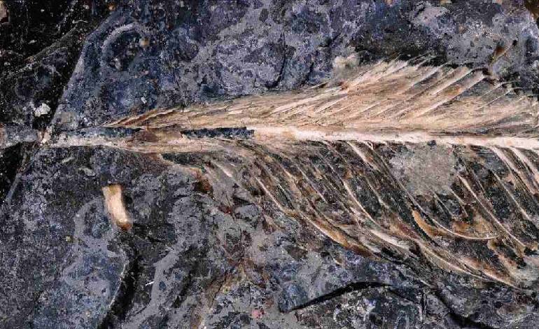 Feather found in dinosaur dung may explain why birds survived mass extinction