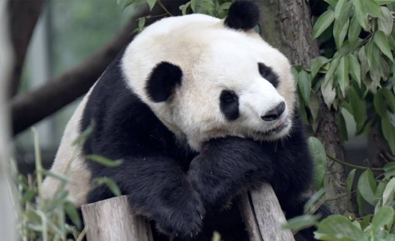 Two giant pandas arrive in Atlanta on FedEx Panda Express