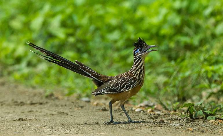 From cartoon to desert: How real Roadrunners outsmart coyotes