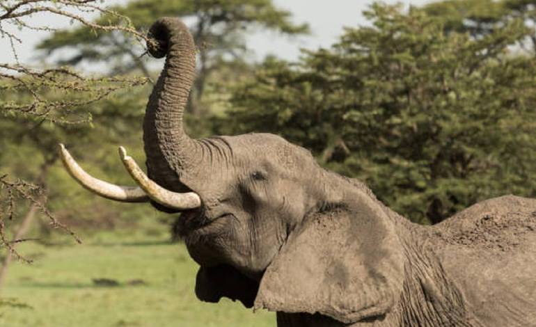 After great apes, scientists find African elephants self-medicate too