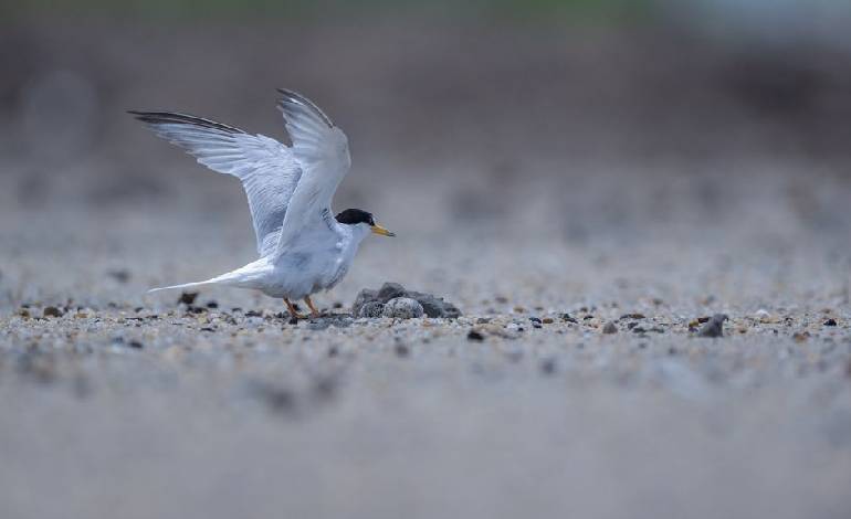 England’s tern colonies show signs of recovery after avian flu crisis