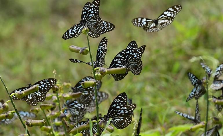 Lakhs of blue tiger butterflies head towards Western Ghats