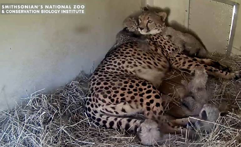 Smithsonian’s cheetah cam goes live as cheetah Zura gives birth to five cubs