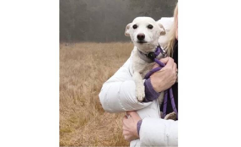 Dog survives over a month in Yellowstone wilderness, reunited with owners
