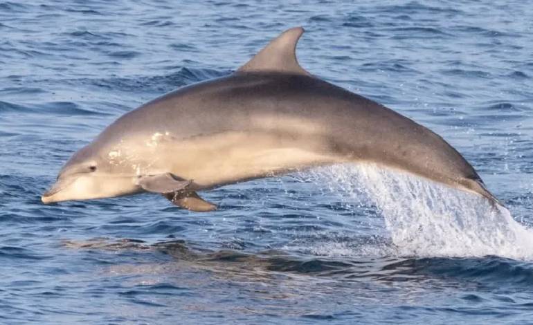 Isle of Man records best Whale and Dolphin season since 2010