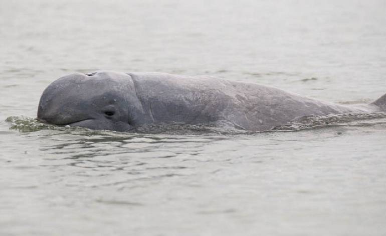 Six Irrawaddy dolphin calves born in Cambodia, boosting Mekong population to 118