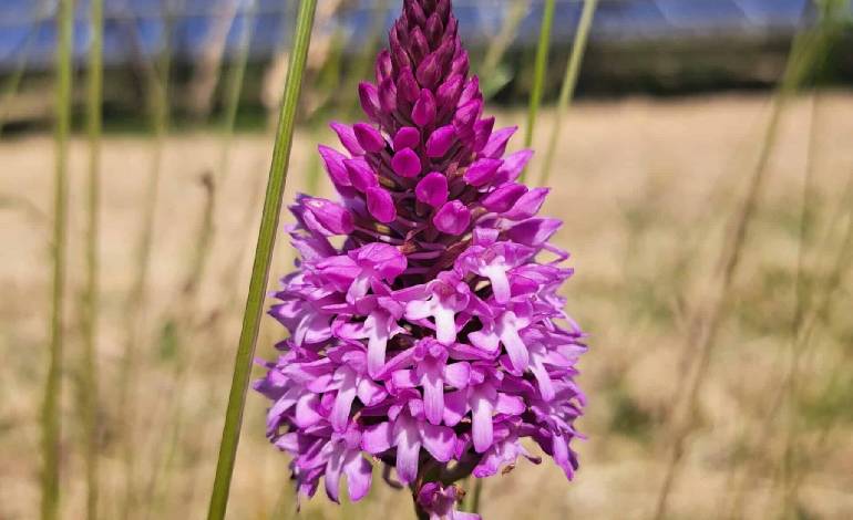 New UK scheme launches to help solar farms benefit wildlife