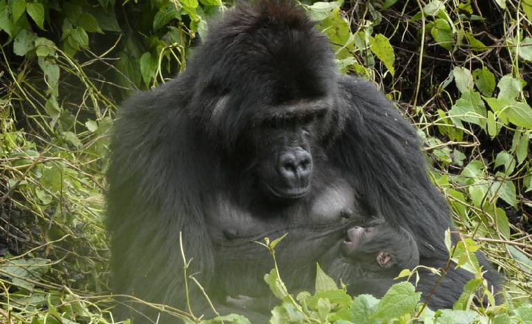 Rescued gorilla returned to wild gives birth in historic first for congo