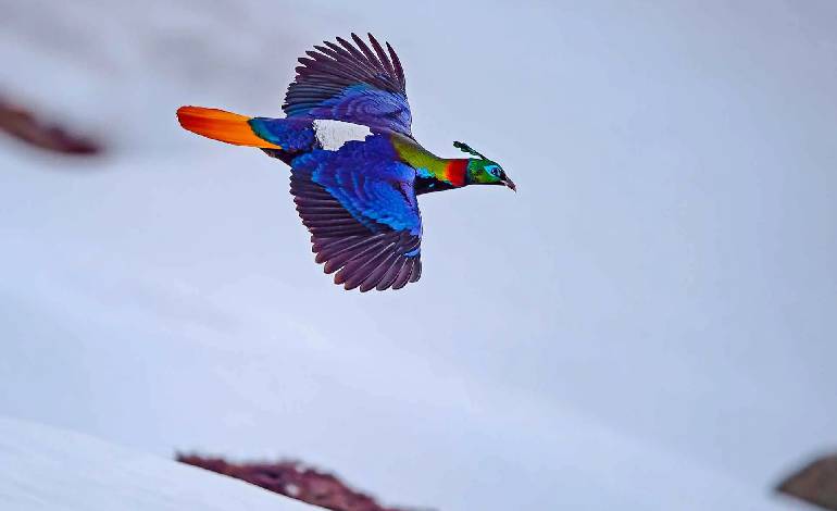 Himalayan Monal is raising its voice to be heard over human noise, study finds