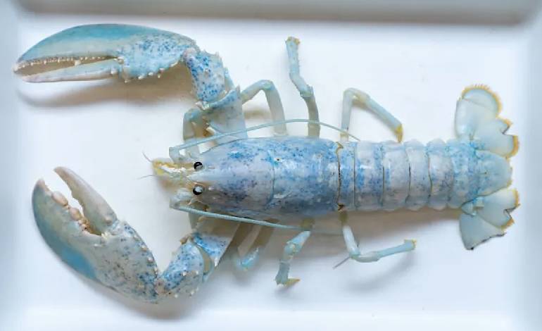 Maine’s rarest lobster finds new home just in time for Halloween