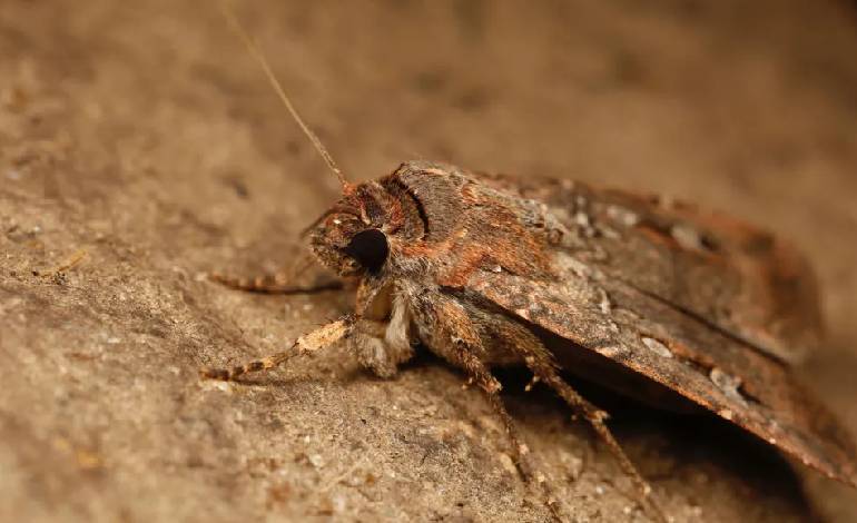 Australian moth swarms delight scientists in stunning comeback