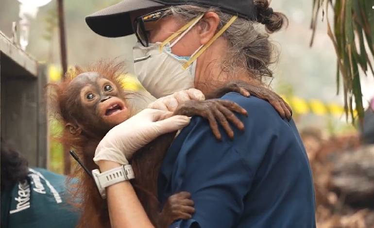 53 Orangutans rescued from Borneo wildfires as peatland blazes threaten food supply
