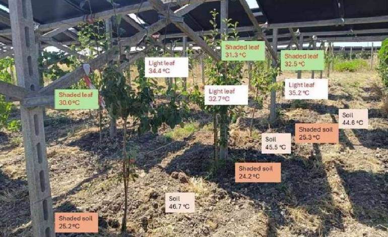Solar panels grown above grapevines boost fruit production while generating clean energy