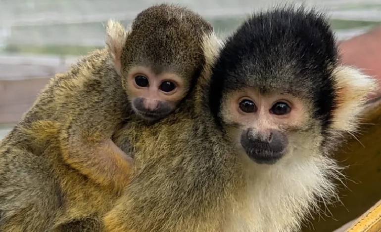 Baby squirrel monkey joins troop at Telford’s Hoo Zoo