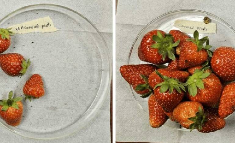 ‘Plant Armor’ fabric triples strawberry yields while cutting pesticide need, field tests show