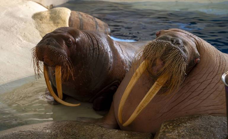 Orphaned walrus calf rescued from remote Alaska beach finds new home in Florida