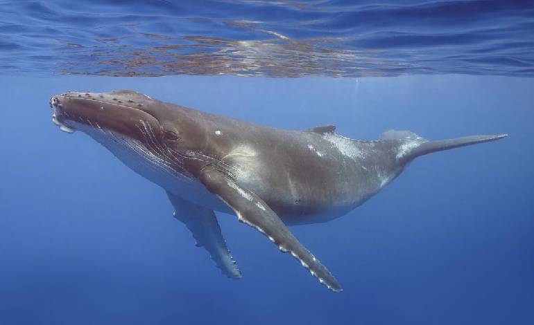 The whales of Dumas: A return to India’s west coast